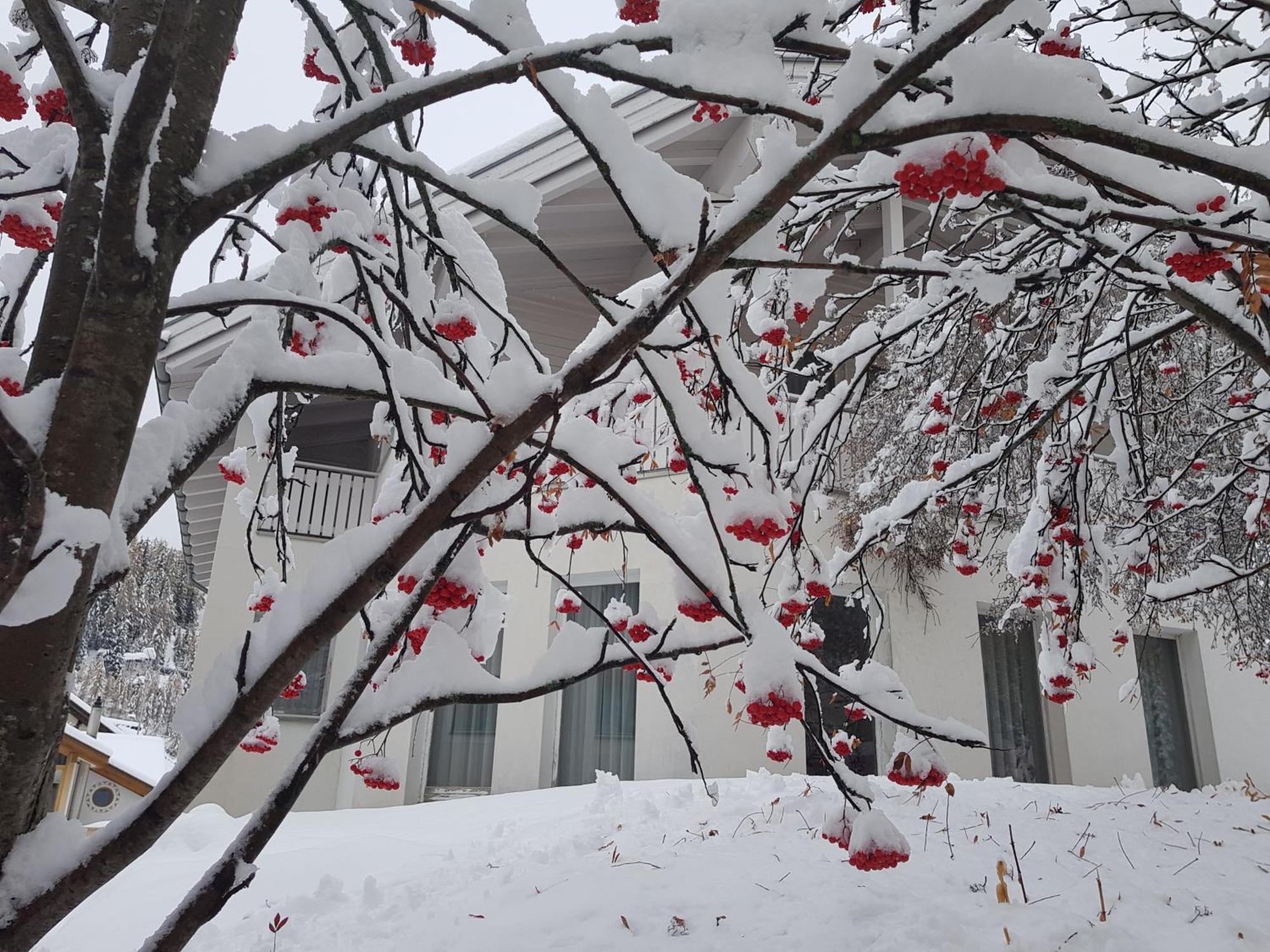 Apartment Foresta